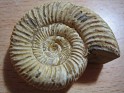 Aulacosphinctoides Ambilobensis - Ammonites - Jurassic - Madagascar - 0